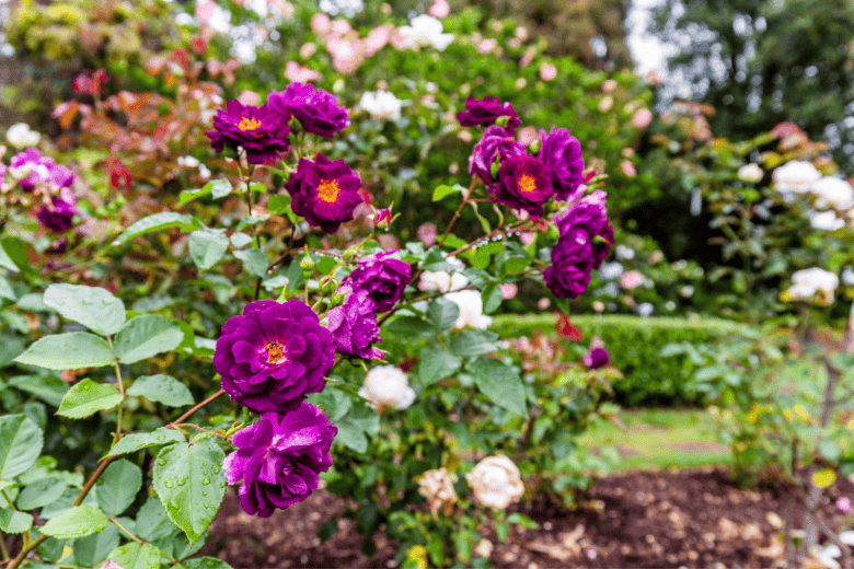 Things To Do Parnell Rose Gardens